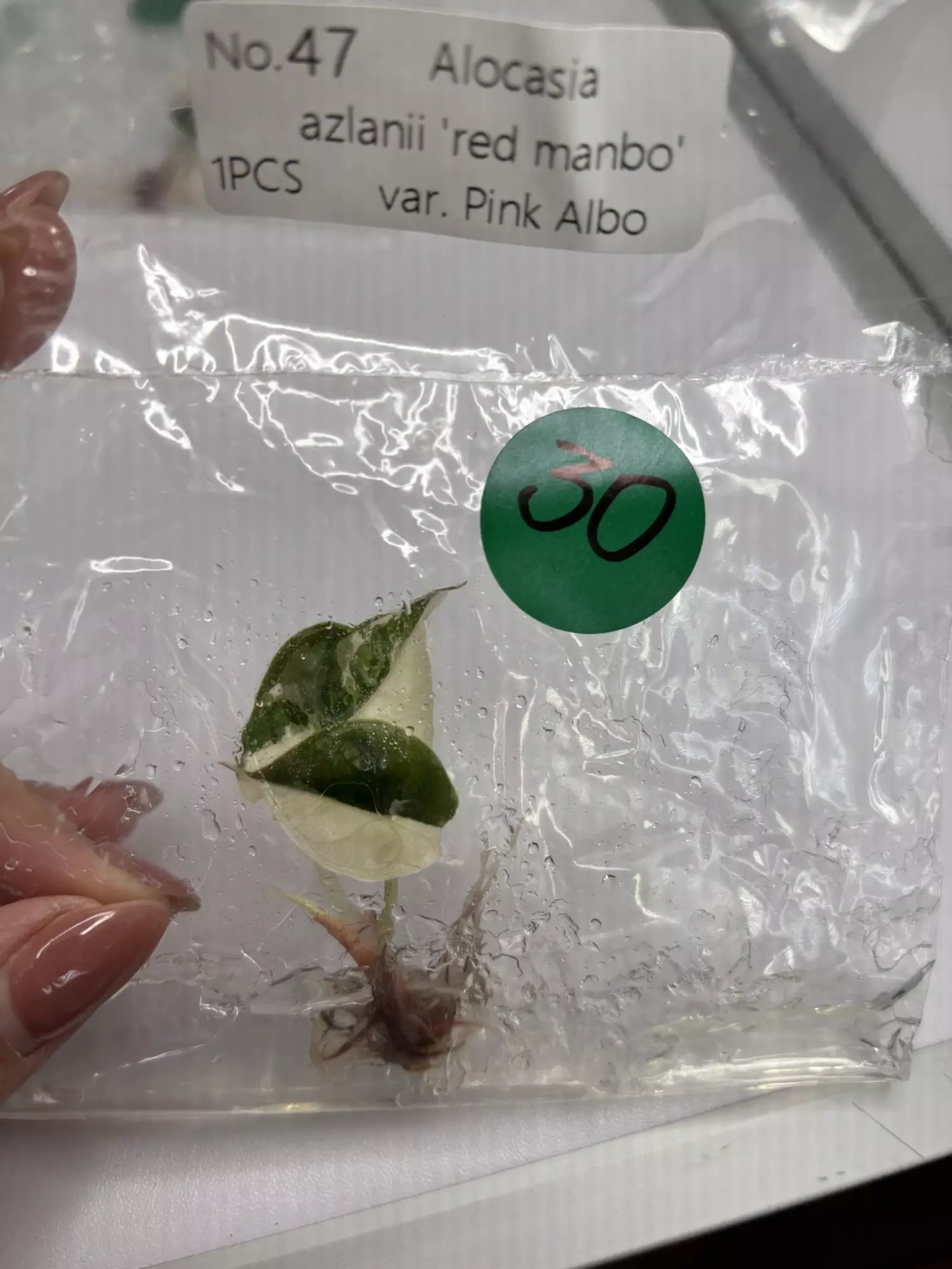 plant/G30 Azlanii pink Albo -0