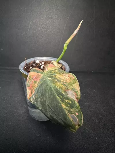 plant/Philodendron Micans Aurea “Ferrari” •C•-0-thumbnail