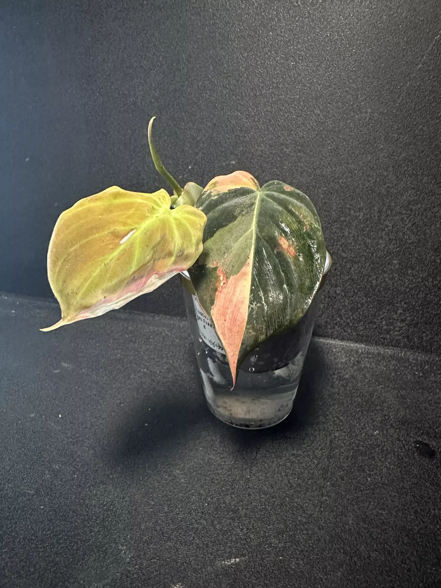 plant/Philodendron Micans Aurea “Ferrari” •B•-0