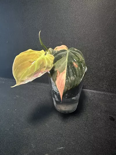 plant/Philodendron Micans Aurea “Ferrari” •B•-0-thumbnail