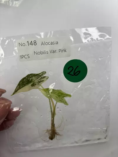 plant/G26 pink Nobilis -0-thumbnail