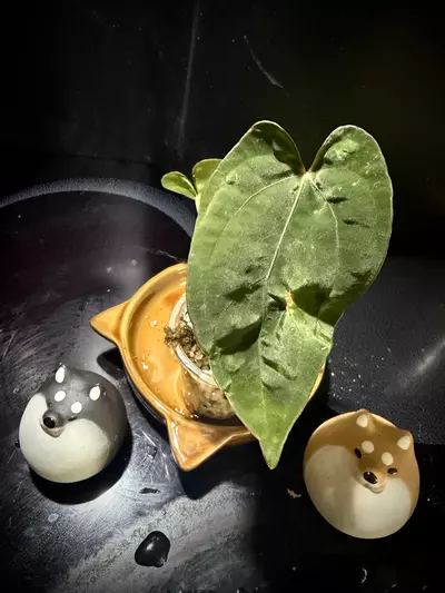 plant/Ace of Purple x KunaPap 0461 B-0-thumbnail