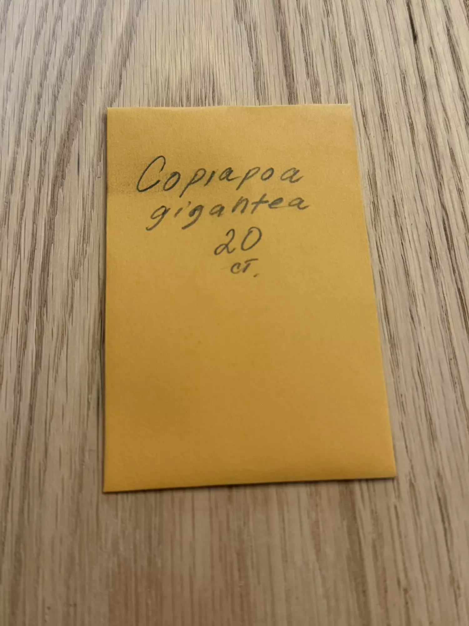 plant/Copiapoa gigantea 20 seeds-0