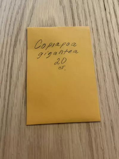 plant/Copiapoa gigantea 20 seeds-0-thumbnail