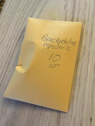 plant/Brachychiton rupestris 10 seeds-0-thumbnail