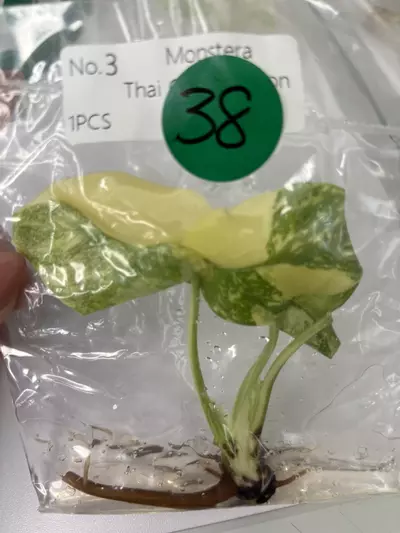 plant/G38 Thai con high var -0-thumbnail