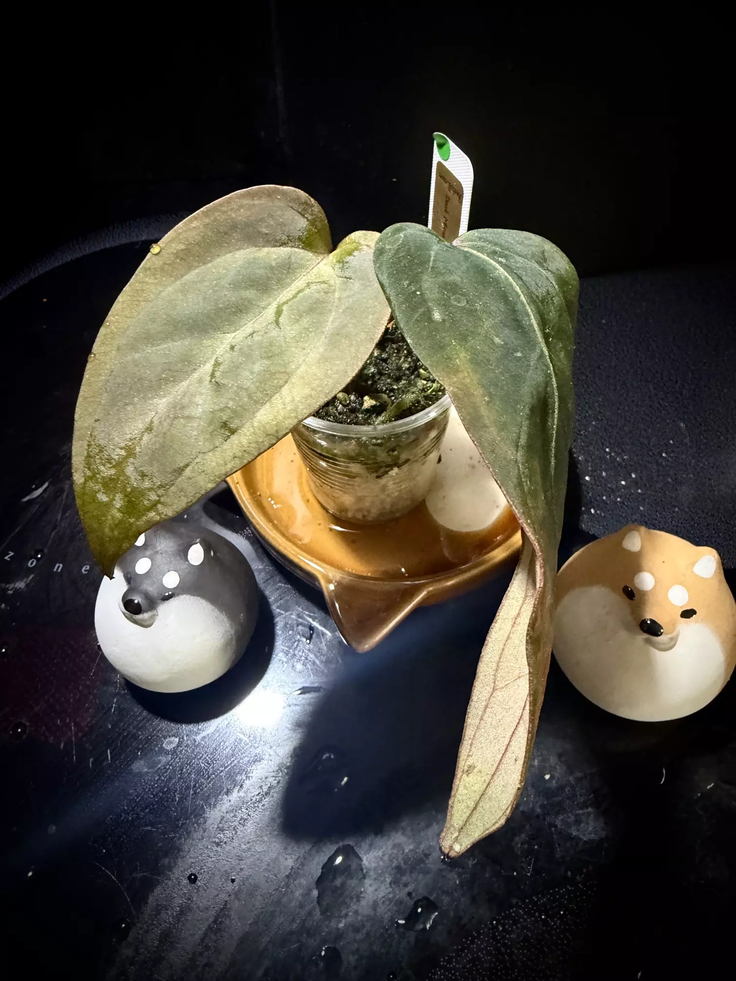 plant/Dark Mama x Dorito Port-0