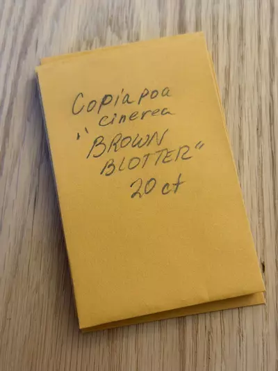 plant/Copiapoa cinerea “Brown Blotter”-0-thumbnail