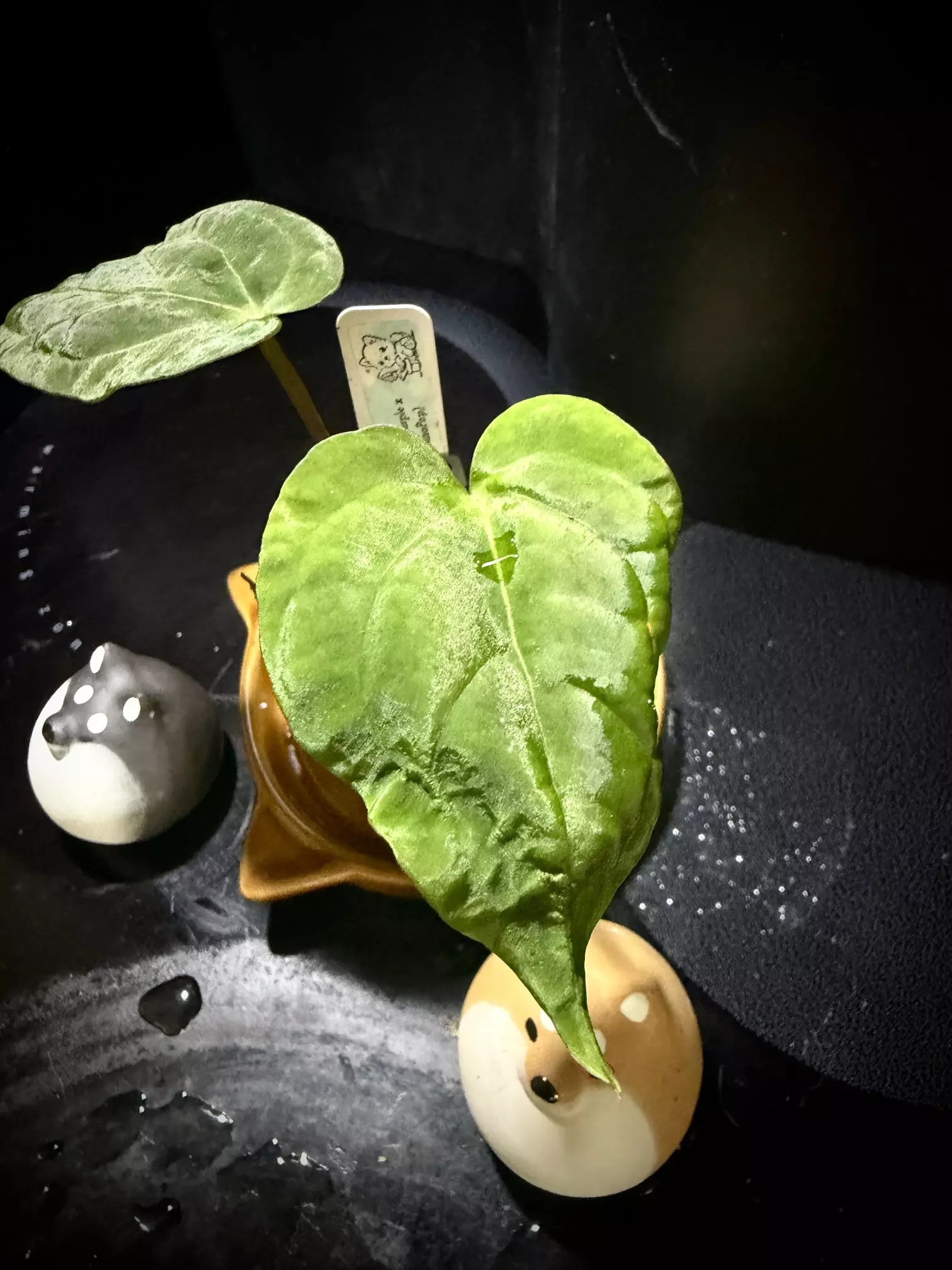 plant/Ace of Purple x KunaPap 0362 B-1