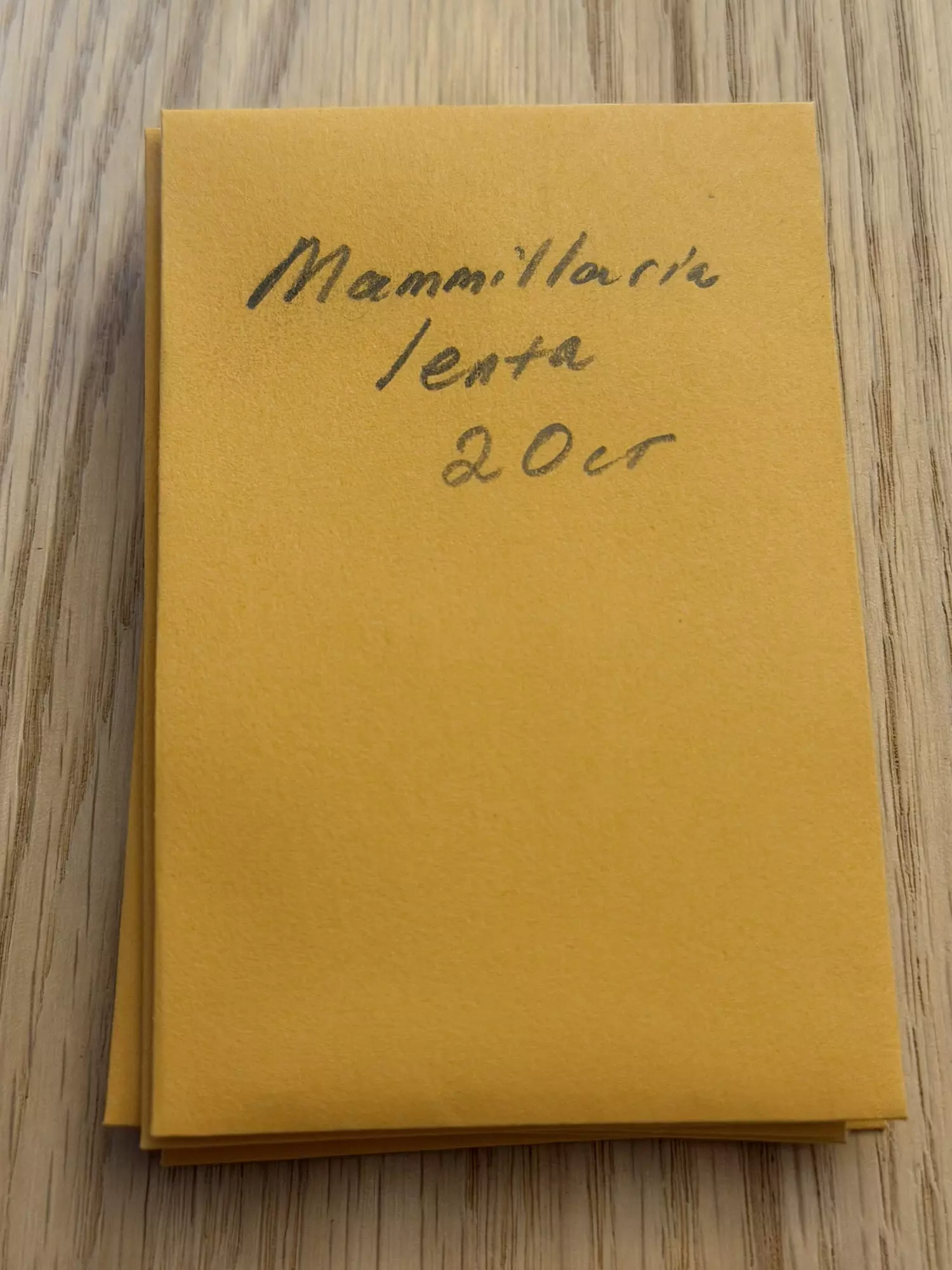 plant/Mammillaria lenta 20 seeds-0