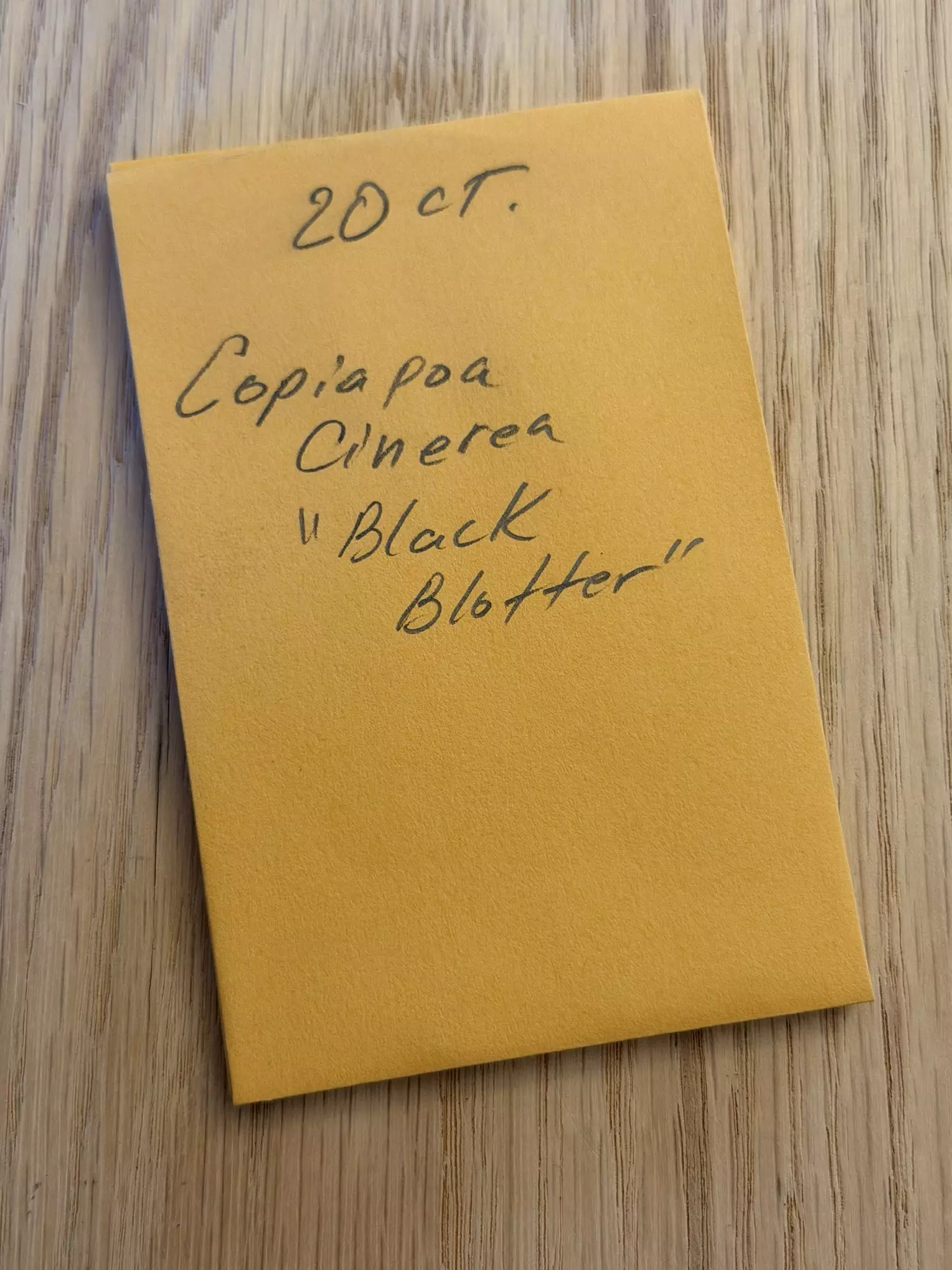 plant/Copiapoa cinerea “Black Blotter” 20 seeds-0