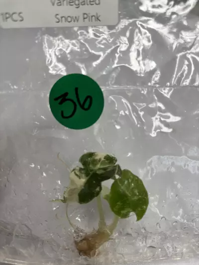 plant/G36 Polly pink snow -0-thumbnail