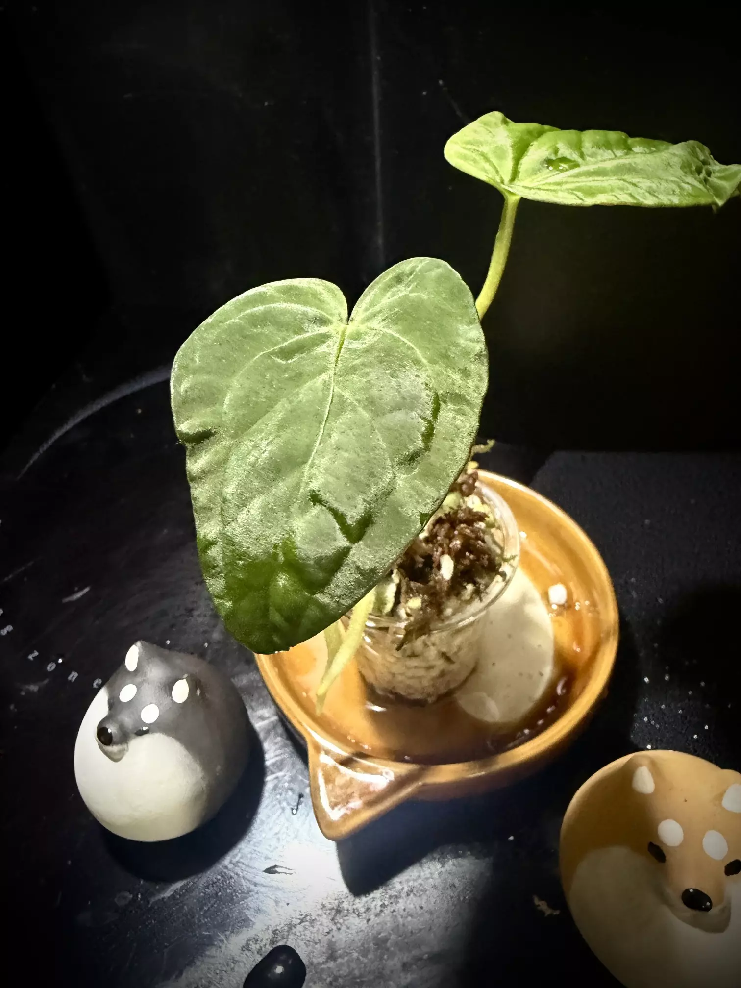 plant/Ace of Purple x KunaPap 0362 B-2