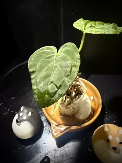 plant/Ace of Purple x KunaPap 0362 B-2-thumbnail