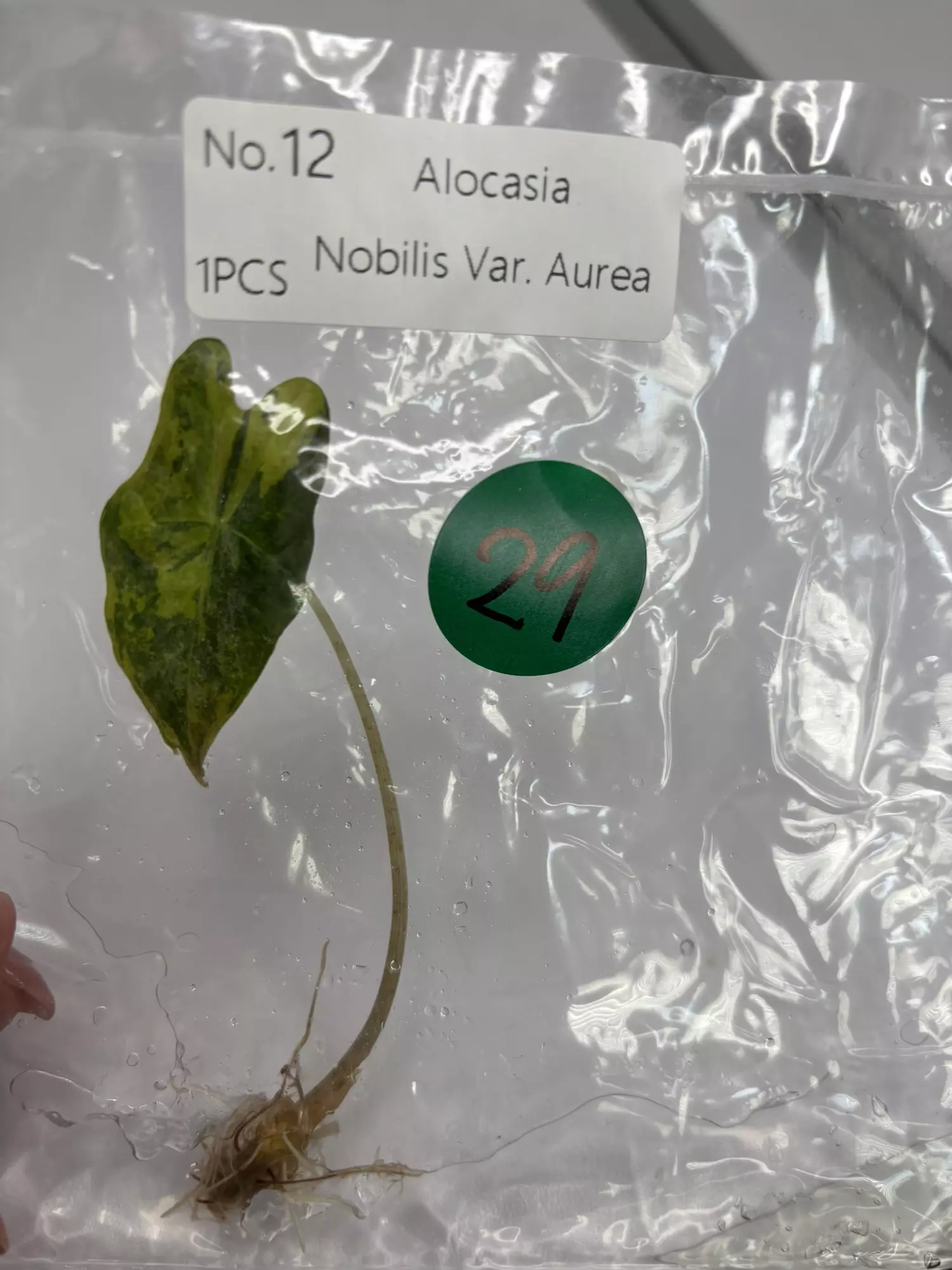 plant/G29 Nobilis aurea-0