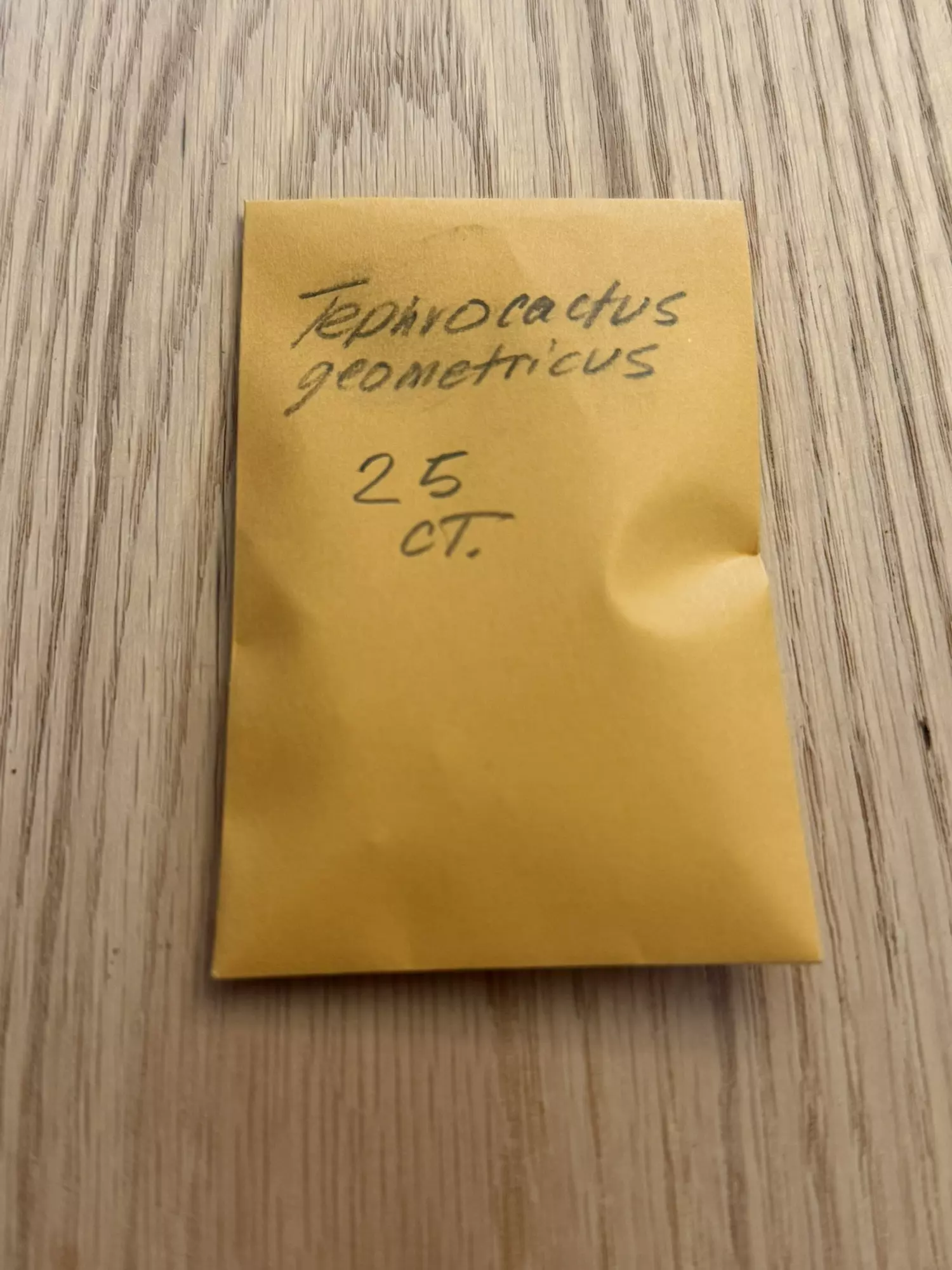 plant/Tephrocactus geometricus 25 seeds-0