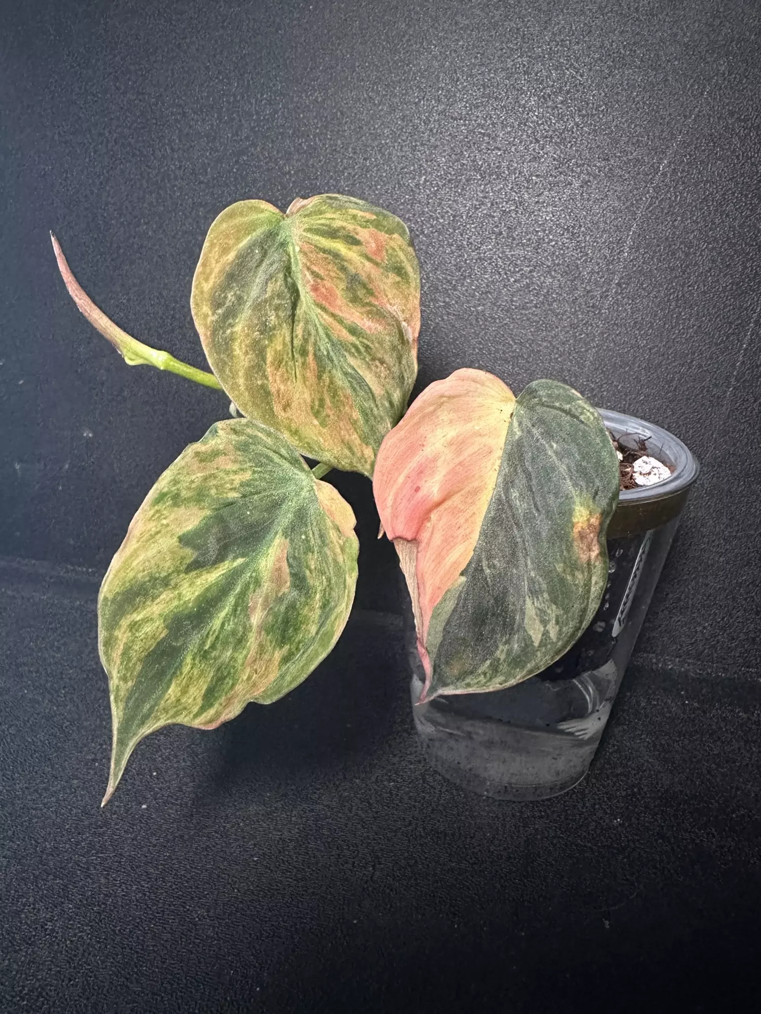 plant/Philodendron Micans Aurea “Ferrari” •A•-0