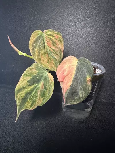 plant/Philodendron Micans Aurea “Ferrari” •A•-0-thumbnail