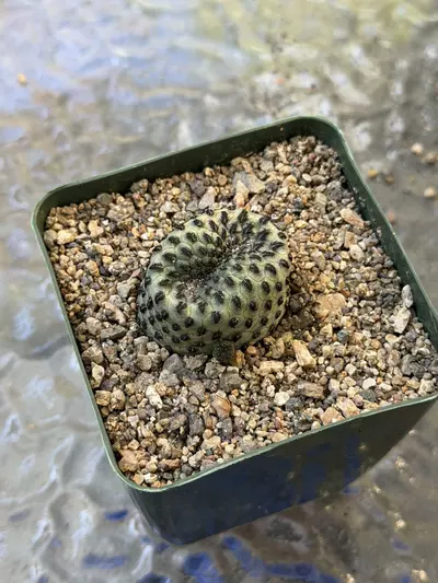 plant/Sulcorebutia rauschii-0-thumbnail