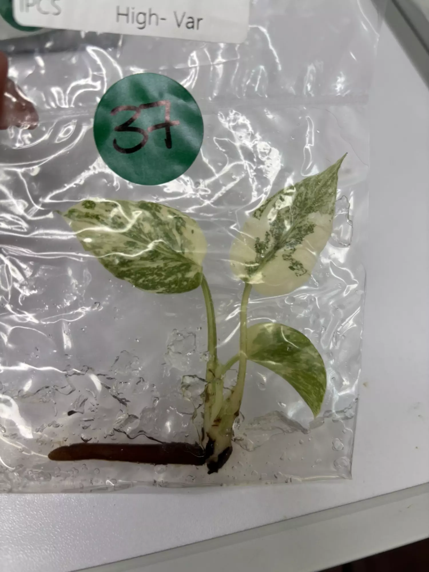 plant/G37 Thai con high var -0