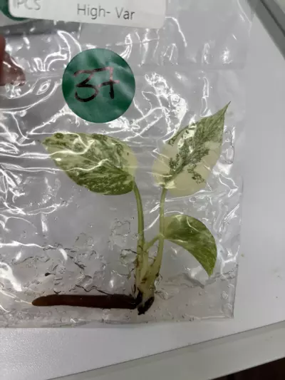 plant/G37 Thai con high var -0-thumbnail