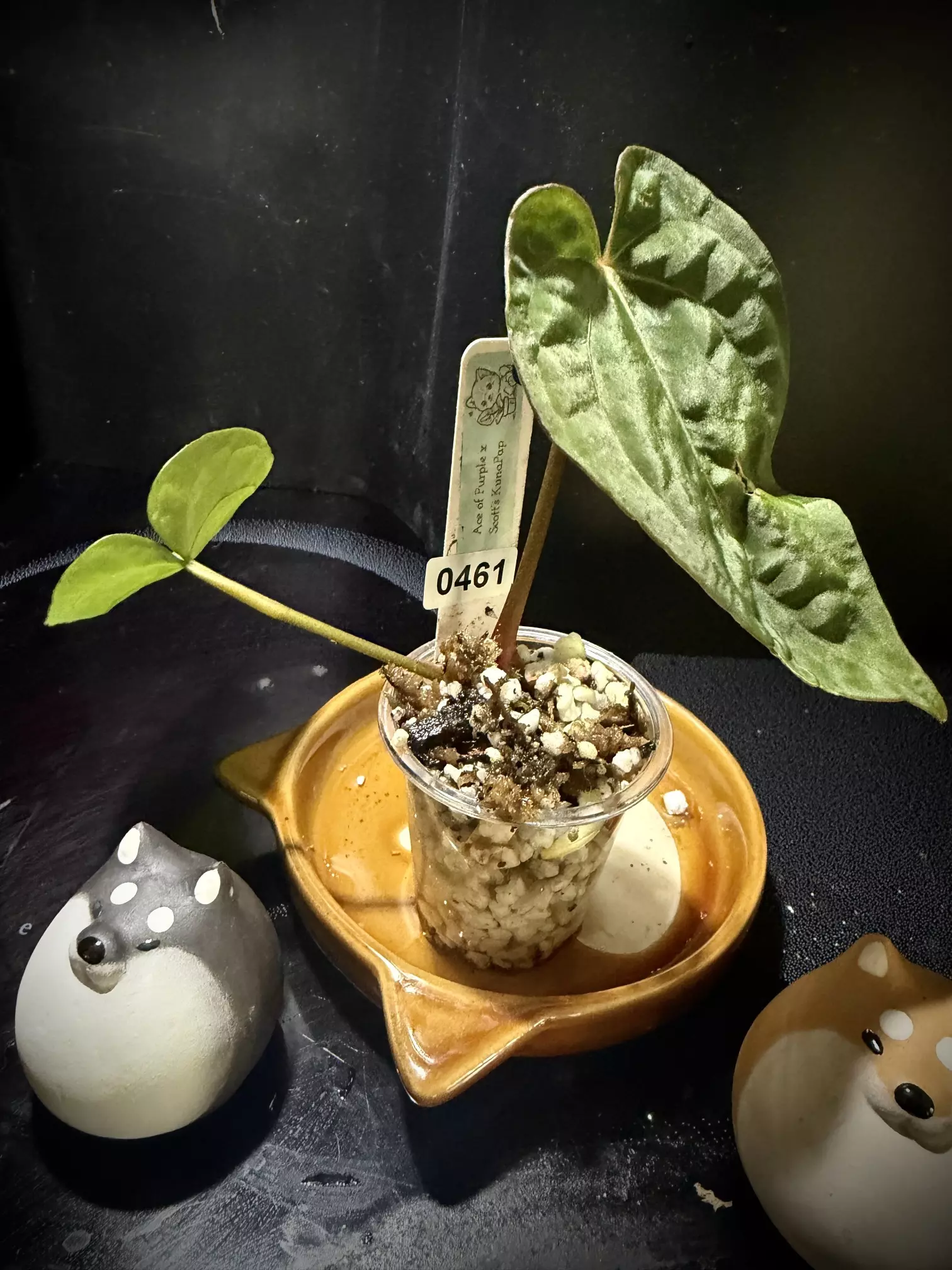 plant/Ace of Purple x KunaPap 0461 B-1