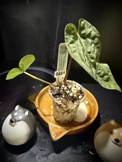 plant/Ace of Purple x KunaPap 0461 B-1-thumbnail