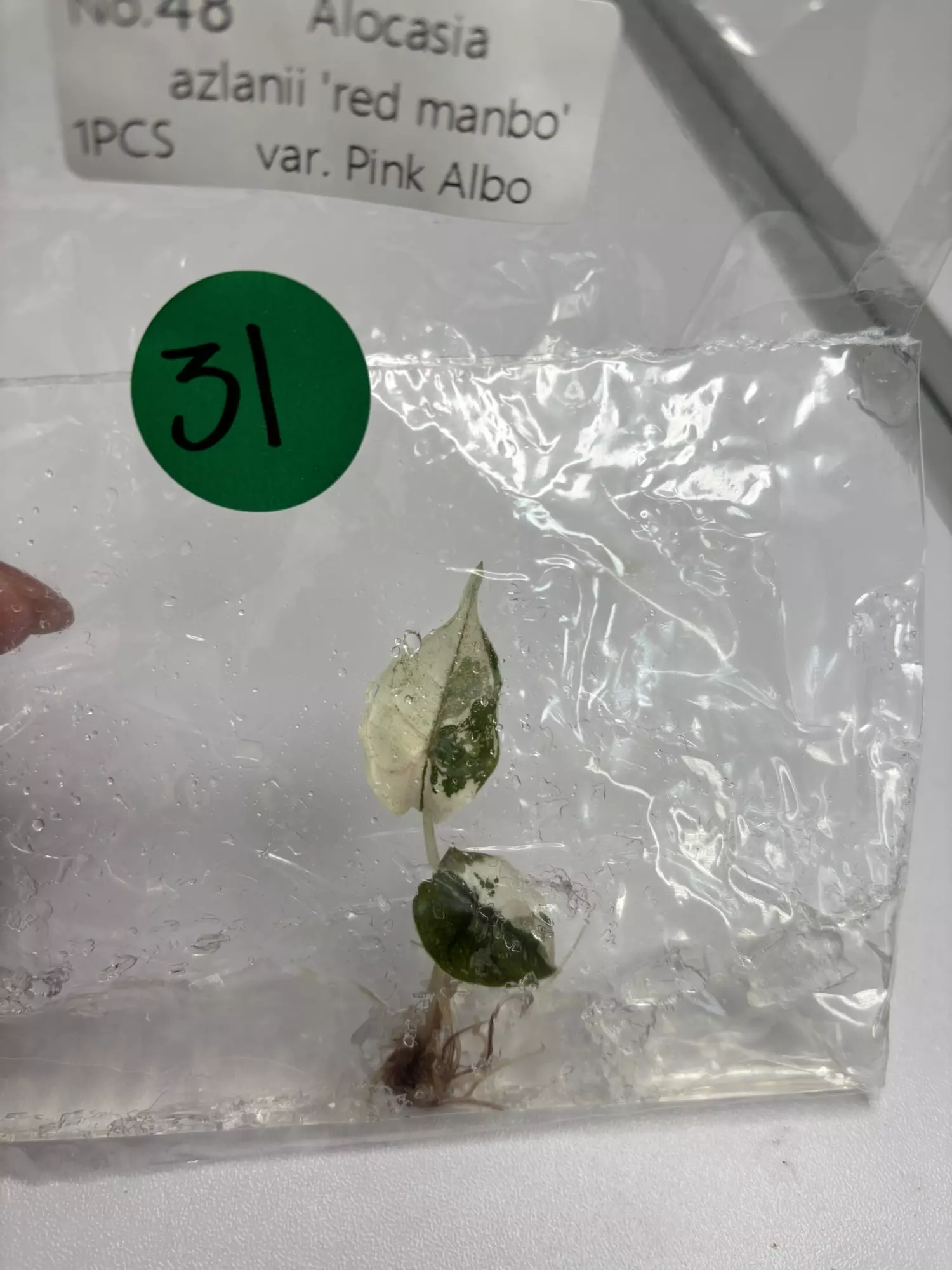 plant/G31 Azlanii pink Albo -0