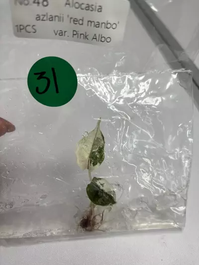 plant/G31 Azlanii pink Albo -0-thumbnail