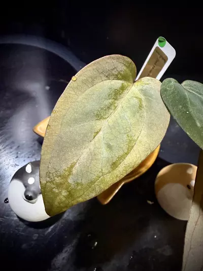 plant/Dark Mama x Dorito Port-1-thumbnail