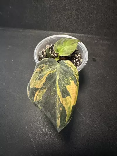 plant/Philodendron Micans Aurea •B•-0-thumbnail