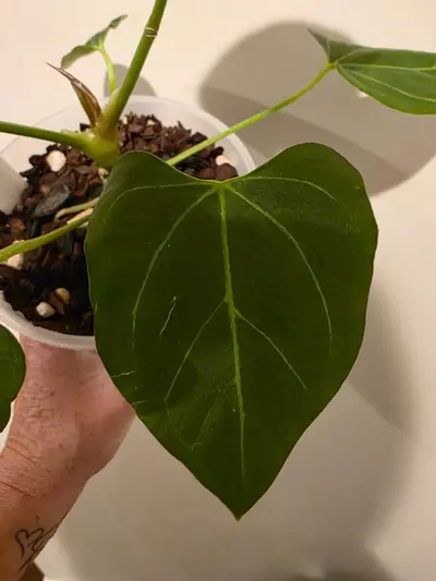 plant/Anthurium Minahasa x Blue pap-2-thumbnail