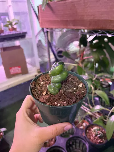 plant/Hoya Hindu rope 4”-0-thumbnail