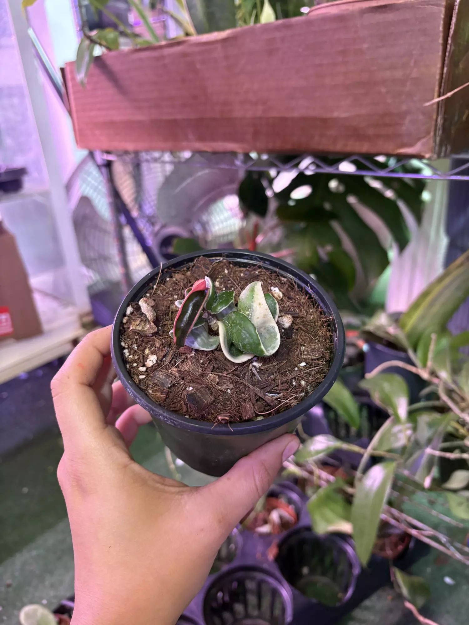 plant/Hoya Hindu rope variegated 4”-0