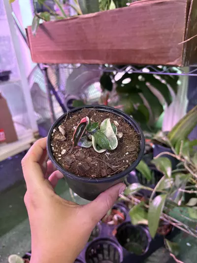 plant/Hoya Hindu rope variegated 4”-0-thumbnail
