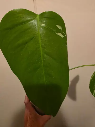 plant/Monstera Albo-2-thumbnail