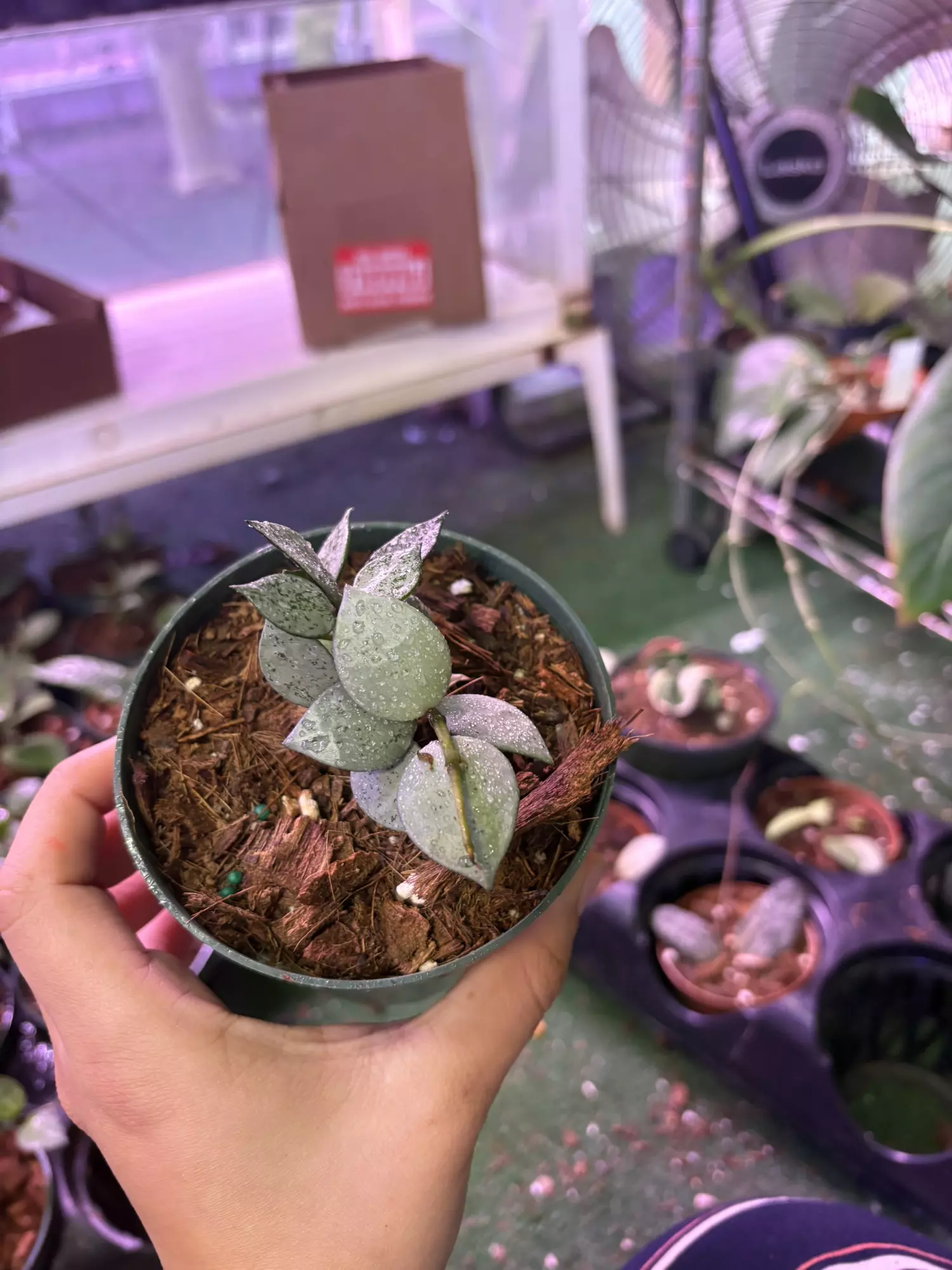 plant/Hoya Lacunosa silver 4”-0