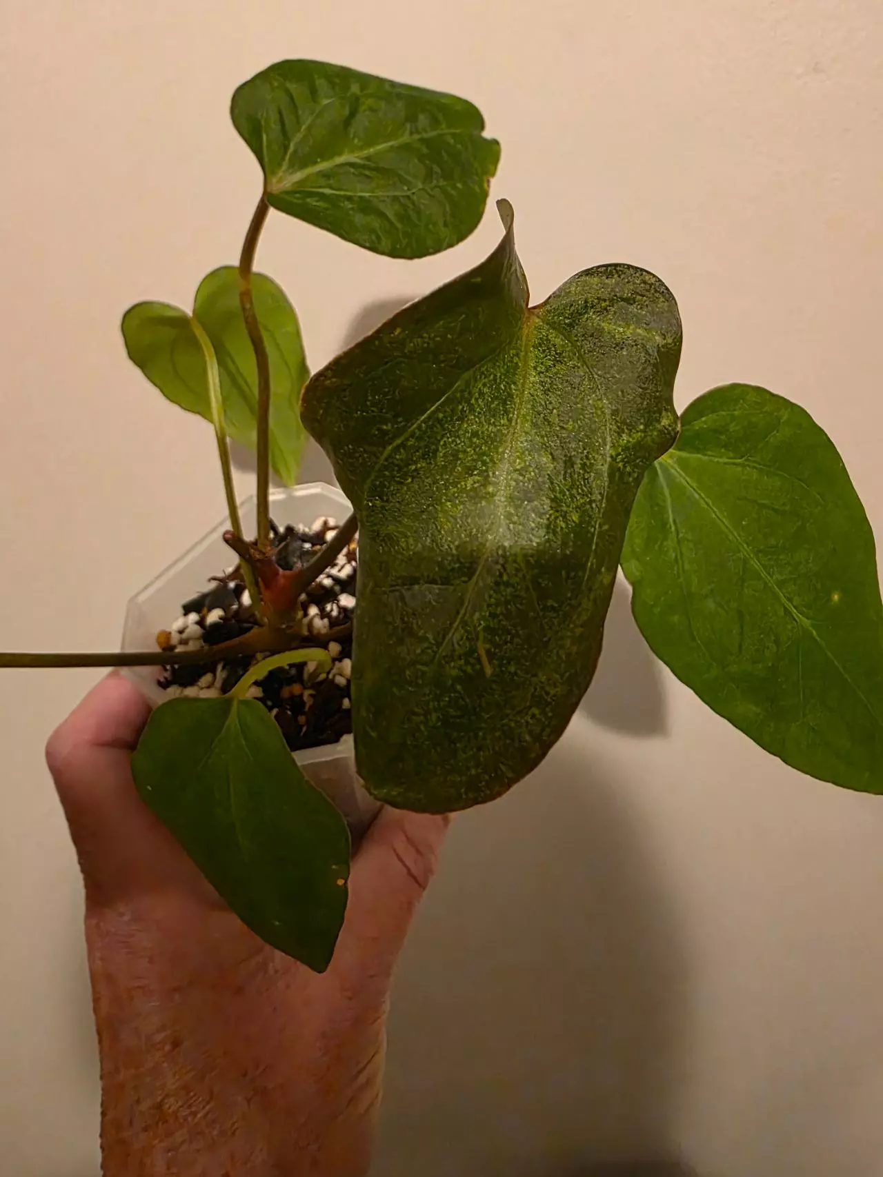 plant/Anthurium Blue Papiliminum-2