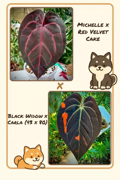 plant/🆕Michelle x Red Velvet Cake X Black Widow x Carla Set of 2 Germinated seeds-0-thumbnail