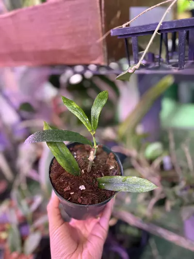 plant/Hoya lobby 4”-0-thumbnail