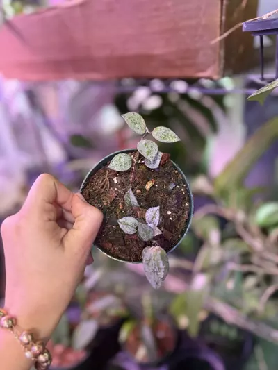 plant/Hoya Lacunosa silver 4”-0-thumbnail