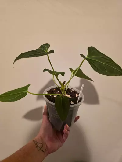 plant/Anthurium Minahasa x Blue pap-0-thumbnail