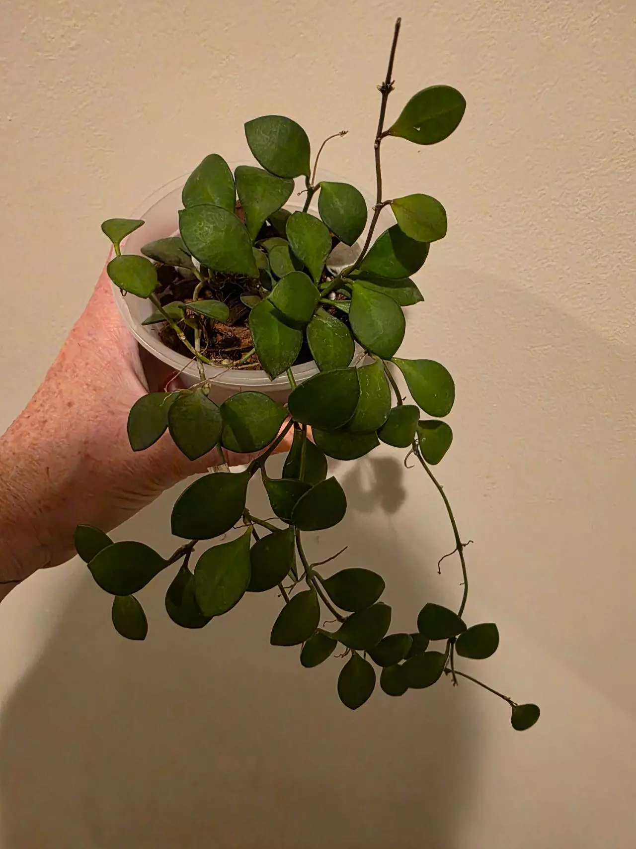 plant/Hoya Carmelae 3in pot-0