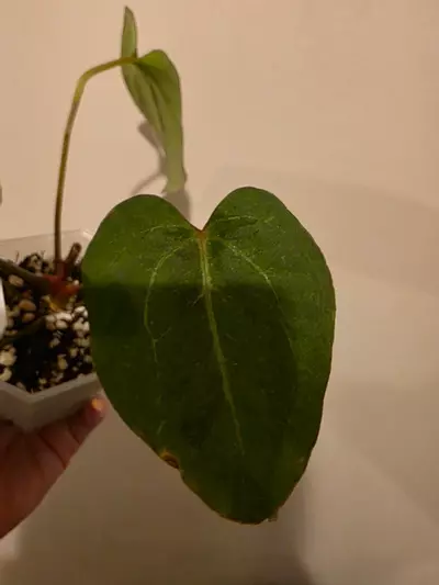 plant/Anthurium Blue Papiliminum-1-thumbnail