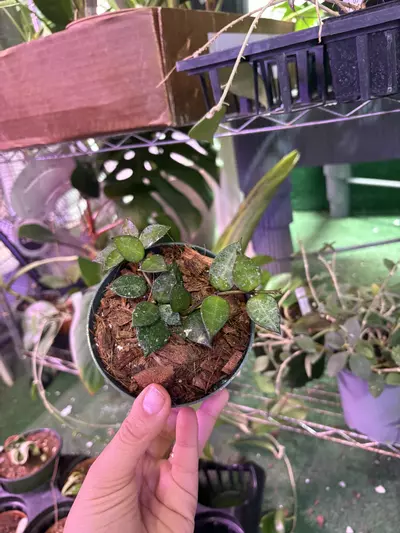 plant/Hoya Lacunosa 4”-0-thumbnail