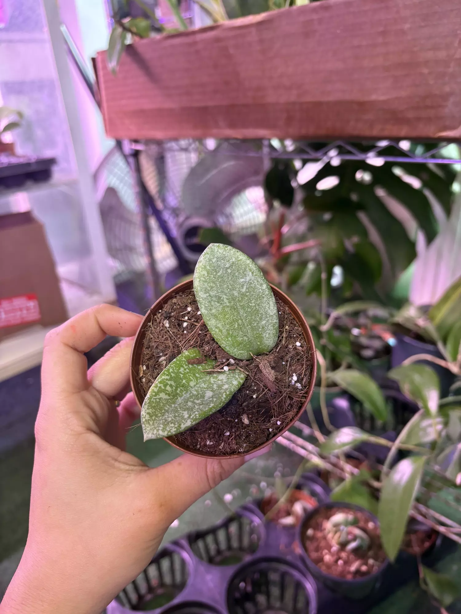 plant/Hoya carnosa nova ghost 3”-0