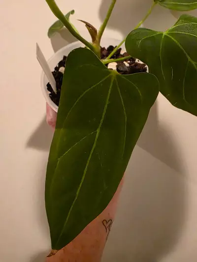 plant/Anthurium Minahasa x Blue pap-3-thumbnail