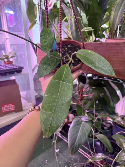 plant/Hoya penny treat 4”-0-thumbnail