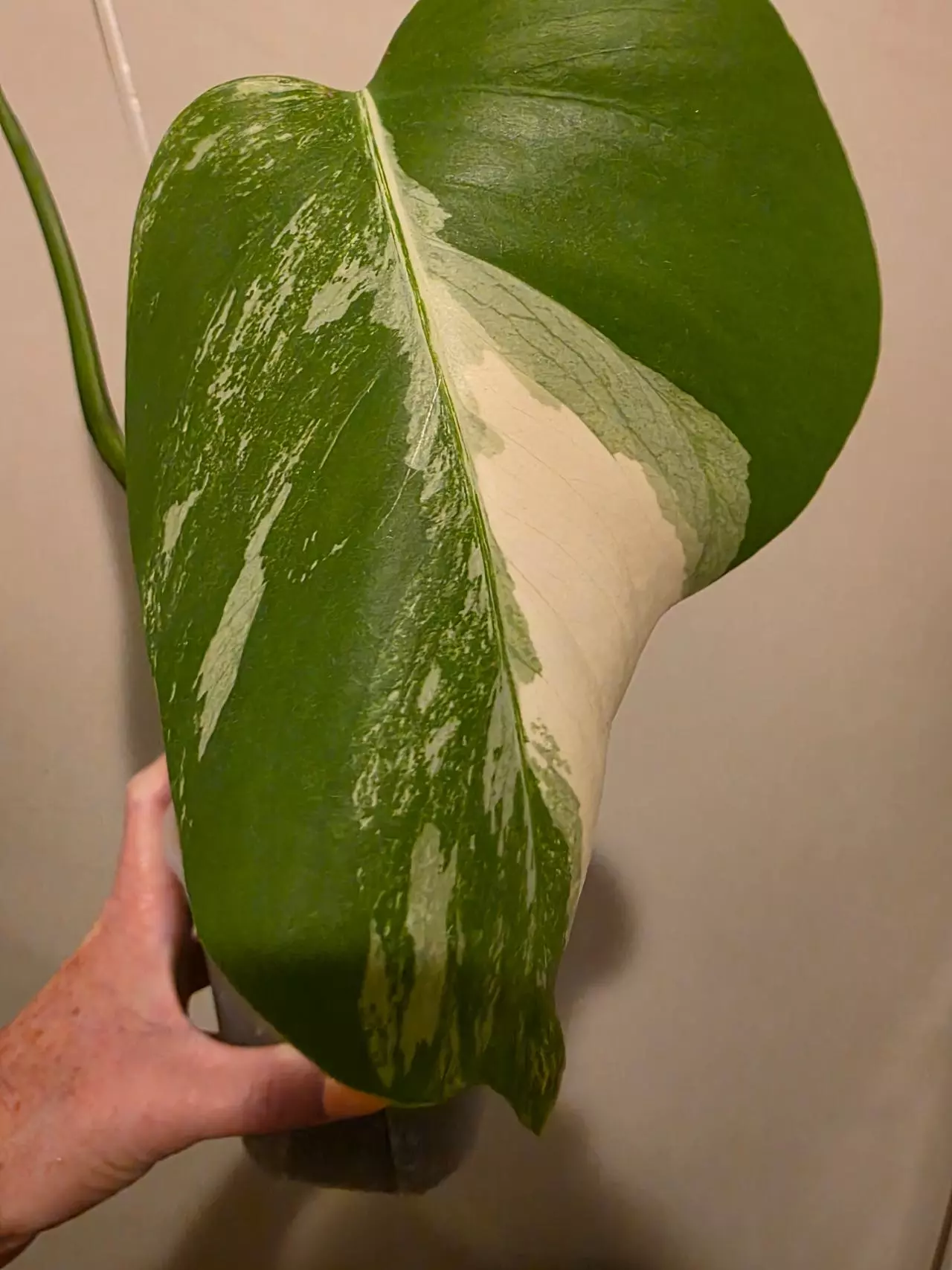 plant/Monstera Albo-1