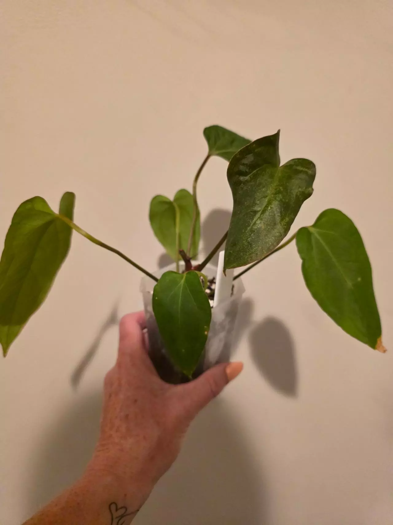 plant/Anthurium Blue Papiliminum-0